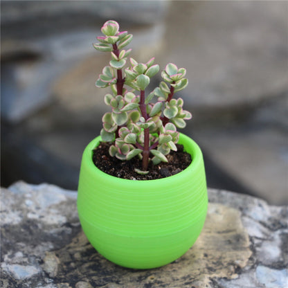 Round plastic plant pot