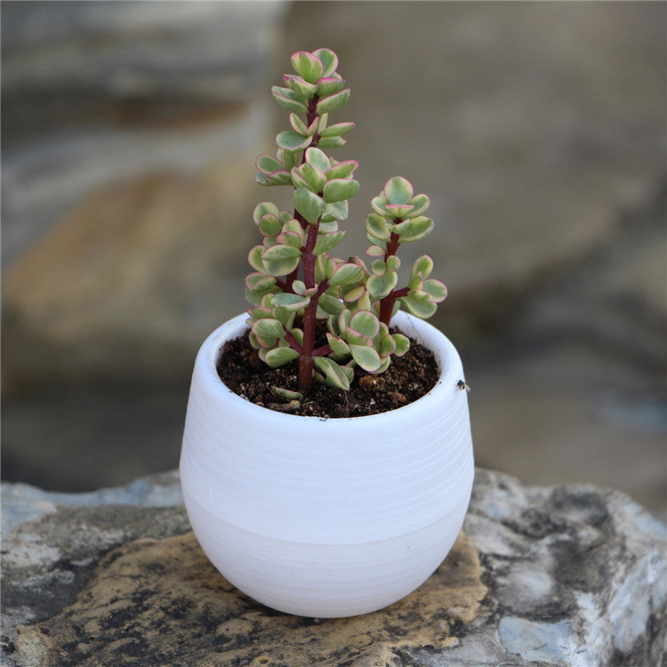 Round plastic plant pot