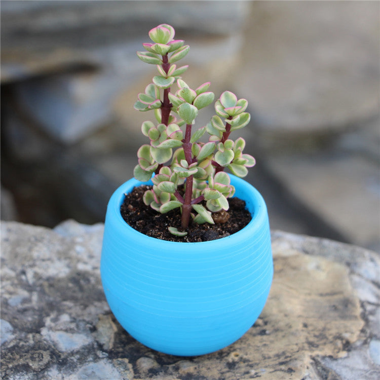 Round plastic plant pot