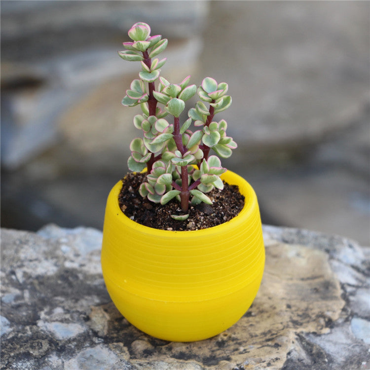 Round plastic plant pot